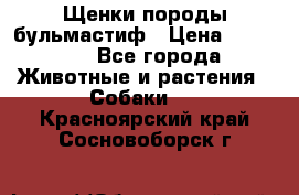 Щенки породы бульмастиф › Цена ­ 25 000 - Все города Животные и растения » Собаки   . Красноярский край,Сосновоборск г.